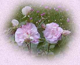 Nos ch�res t�tes blanches